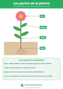 Las partes de la planta: raíz, tallo, hojas y flor, con la función de cada una