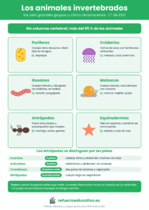 Lámina de los seis grupos de animales invertebrados con un dibujo, su rasgo y ejemplos, y las clases de artrópodos por número de patas