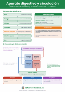 Lámina del aparato digestivo con el recorrido del alimento y esquema del corazón con la circulación pulmonar y general