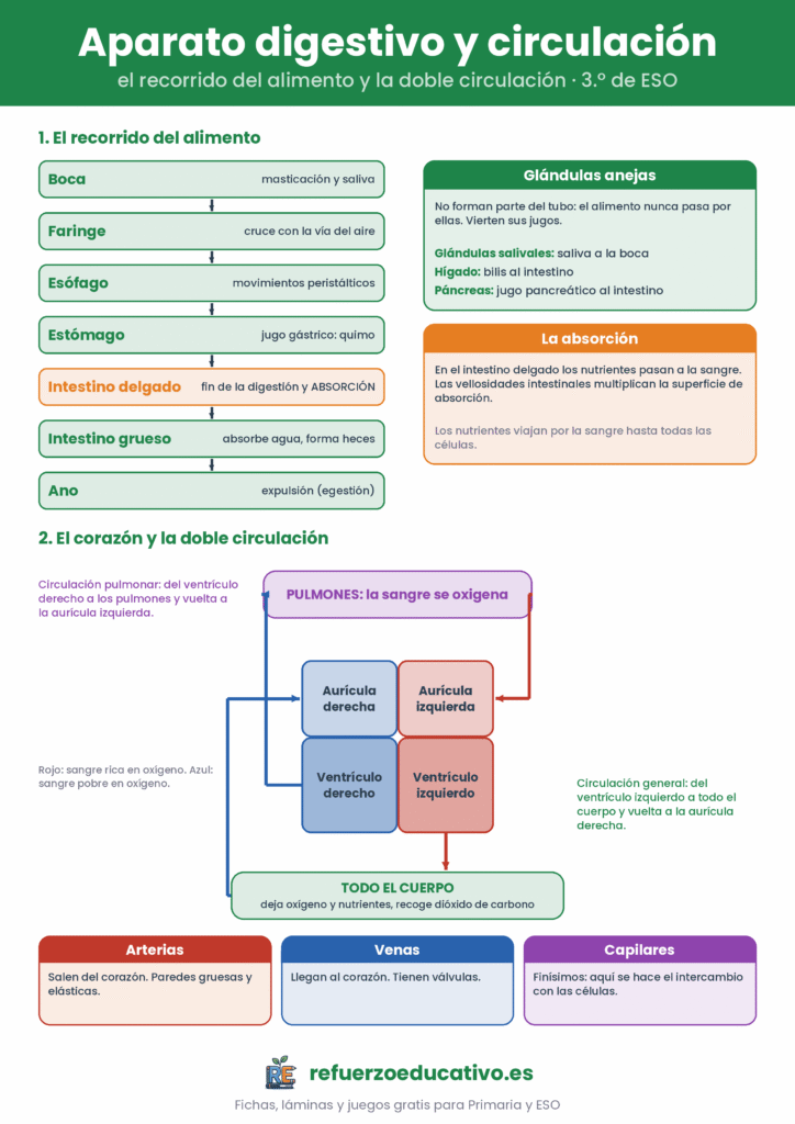 Lámina del aparato digestivo con el recorrido del alimento y esquema del corazón con la circulación pulmonar y general