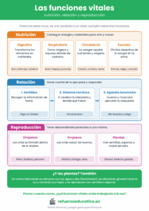 Lámina de las funciones vitales: nutrición, relación y reproducción, con los aparatos que intervienen y ejemplos