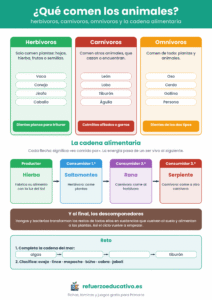 Lámina de animales herbívoros, carnívoros y omnívoros con ejemplos y una cadena alimentaria de productor a consumidor terciario