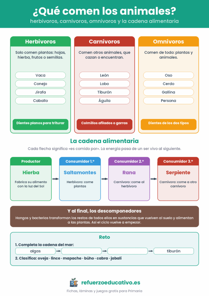 Lámina de animales herbívoros, carnívoros y omnívoros con ejemplos y una cadena alimentaria de productor a consumidor terciario