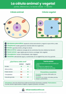Lámina de la célula animal y vegetal con sus partes numeradas, la teoría celular y la diferencia entre procariota y eucariota