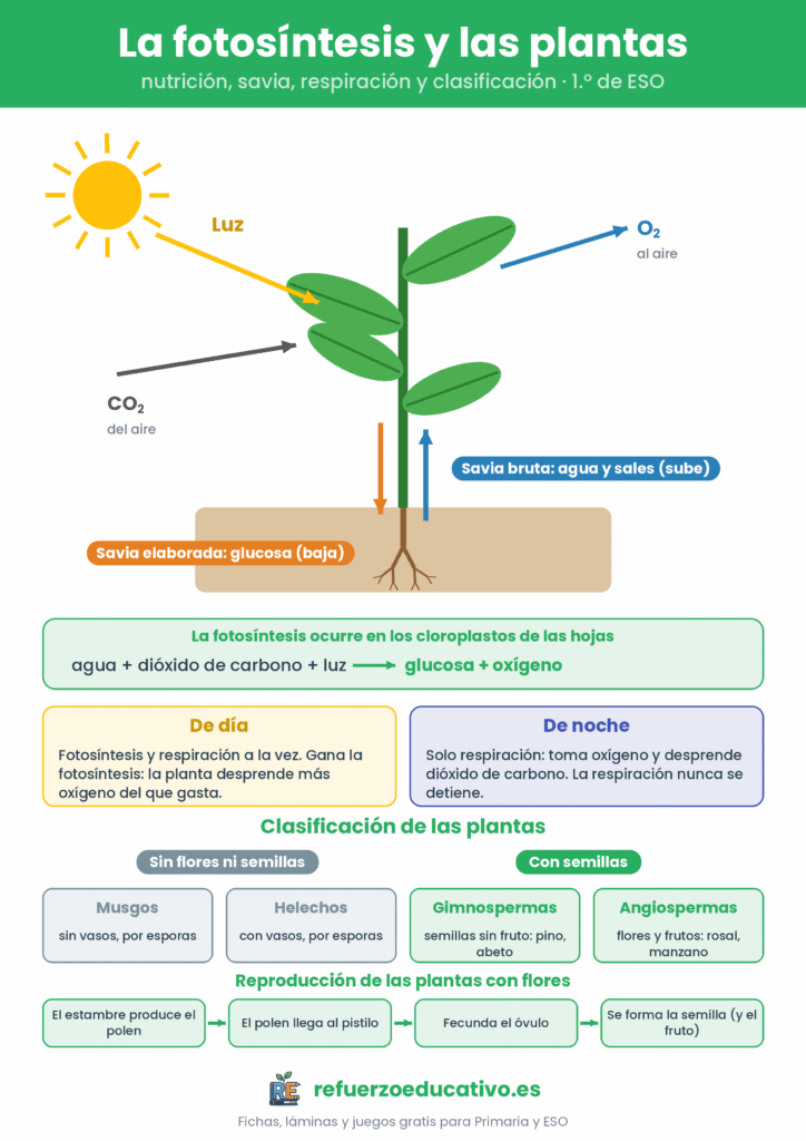 Infografía de la fotosíntesis: luz, dióxido de carbono, oxígeno, savia bruta y elaborada, respiración y clasificación de las plantas
