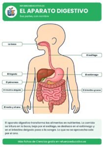 El aparato digestivo con ocho partes señaladas