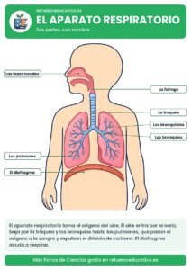 El aparato respiratorio con siete partes señaladas
