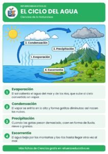 El ciclo del agua con sus cuatro etapas: evaporación, condensación, precipitación y escorrentía