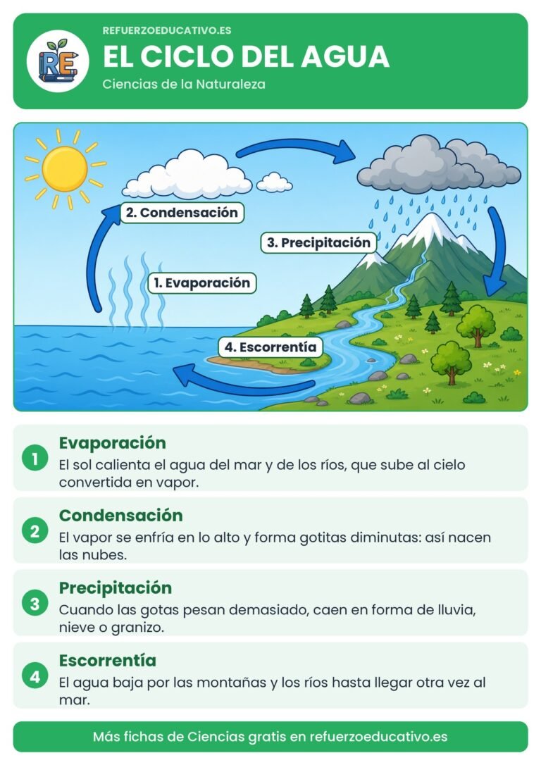 Lámina del ciclo del agua con sus cuatro etapas