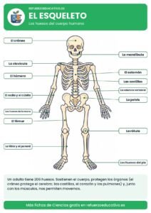 El esqueleto humano con 14 huesos señalados