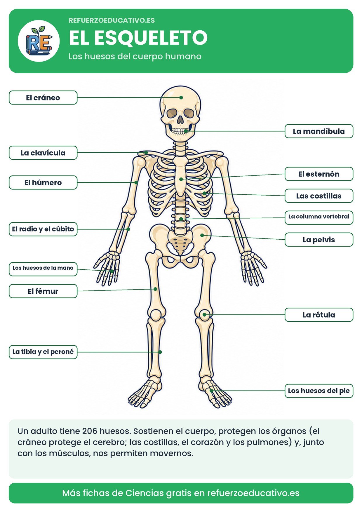 Lámina del esqueleto para el aparato locomotor