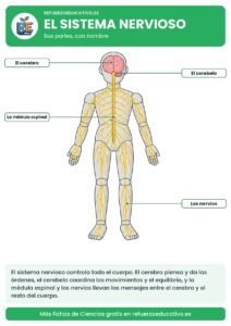 Lámina del sistema nervioso con sus partes señaladas