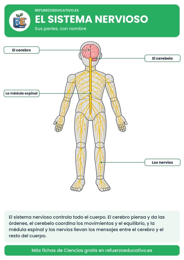 Lámina del sistema nervioso con sus partes señaladas