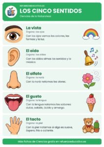 Los cinco sentidos con su órgano, para qué sirven y un ejemplo de cada uno
