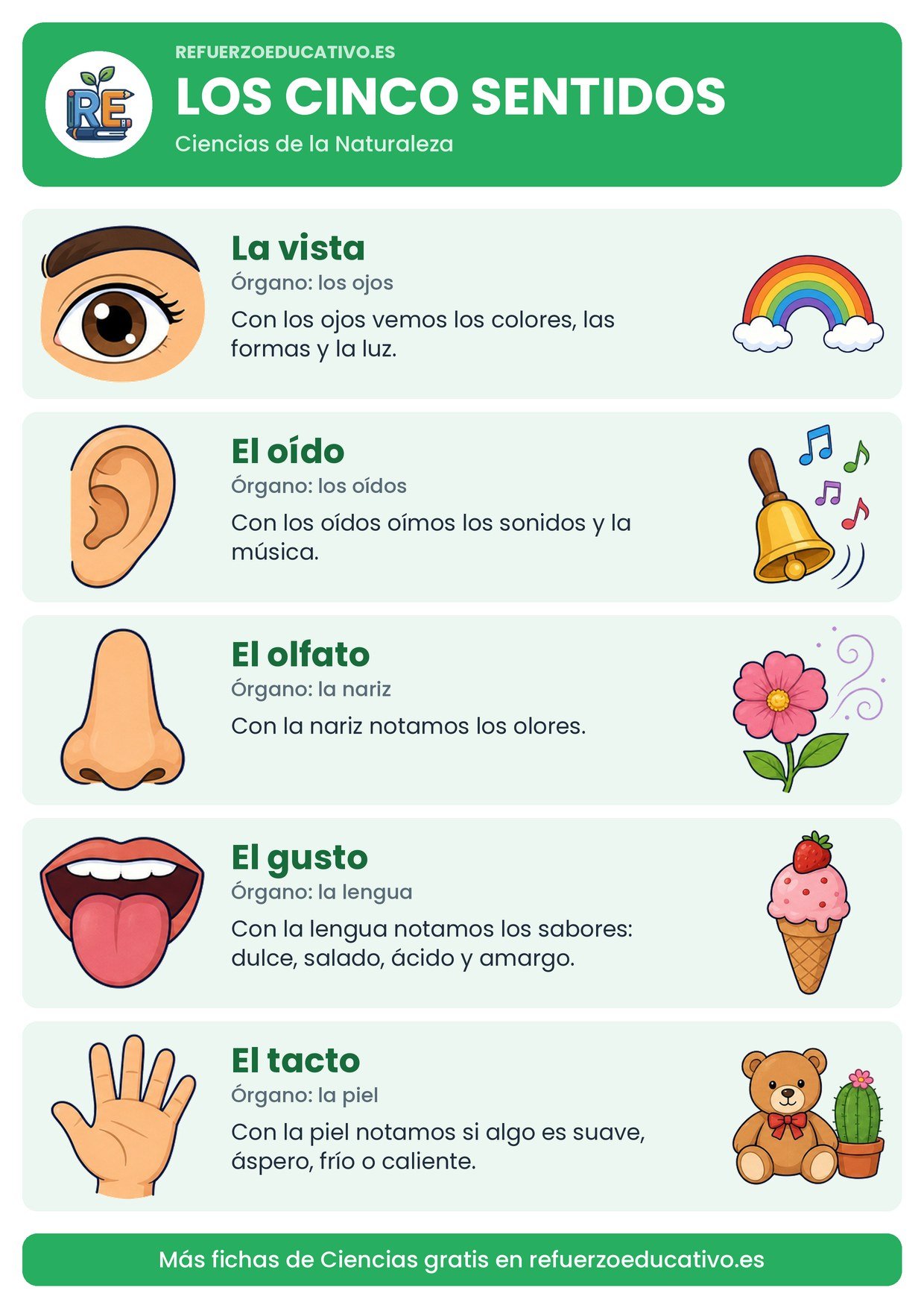 Lámina Los cinco sentidos con sus órganos y un ejemplo de cada uno