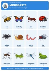 Lámina Minibeasts: los insectos y bichos en inglés con dibujos