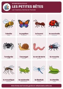 Lámina Les petites bêtes: los insectos y bichos en francés con dibujos