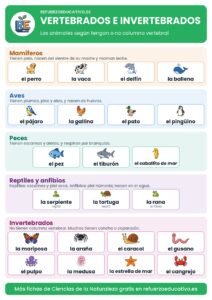 Lámina de vertebrados e invertebrados con dibujos de animales