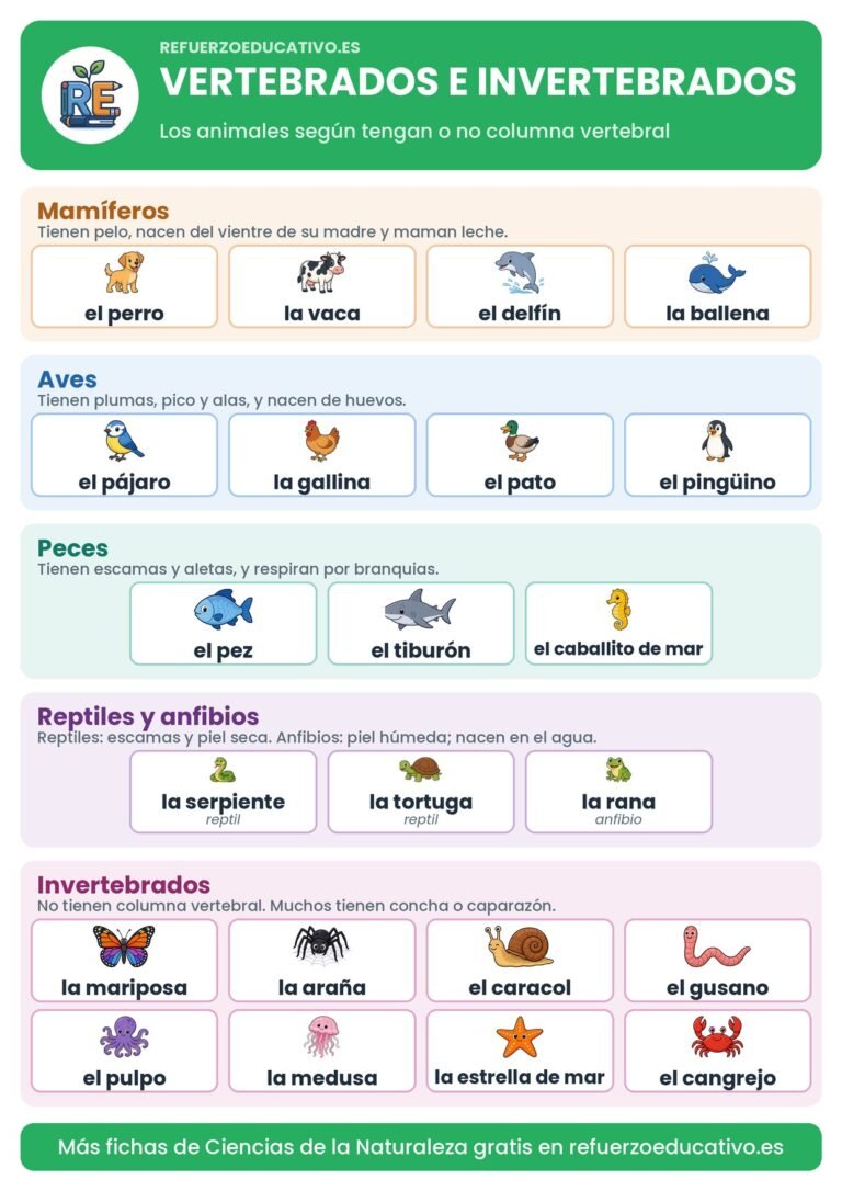 Lámina de vertebrados e invertebrados con dibujos de animales