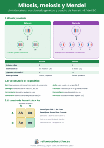 Lámina que compara mitosis y meiosis, resume el vocabulario de la genética y resuelve el cuadro de Punnett de Aa por Aa