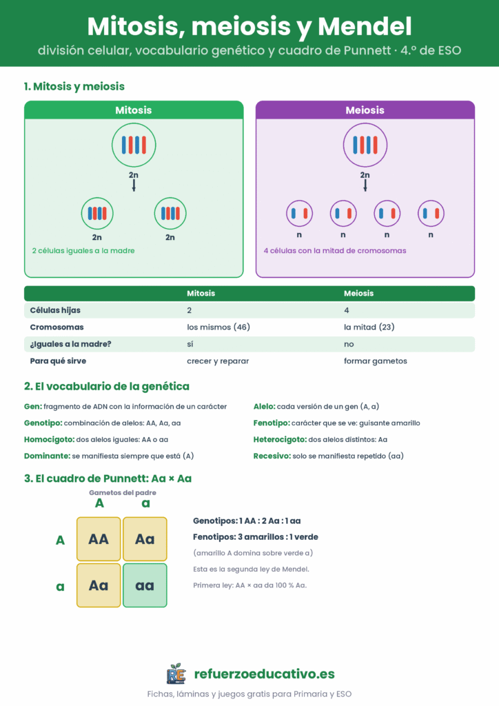 Lámina que compara mitosis y meiosis, resume el vocabulario de la genética y resuelve el cuadro de Punnett de Aa por Aa